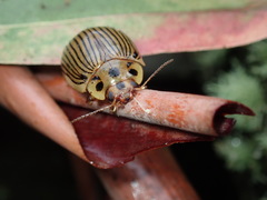 Paropsisterna intacta
