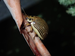 Paropsisterna intacta