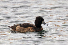 Aythya fuligula