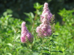 Spiraea salicifolia