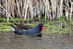 Gallinula chloropus