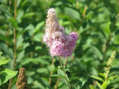 Spiraea salicifolia