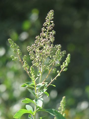Spiraea salicifolia