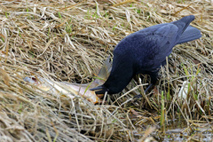Corvus corone