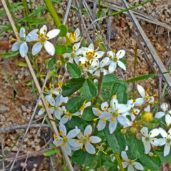 Asterolasia asteriscophora albiflora