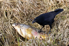 Corvus corone