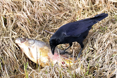 Corvus corone