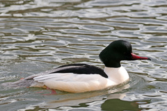 Mergus merganser