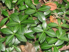 Vinca minor