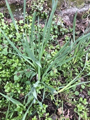 Leucojum aestivum