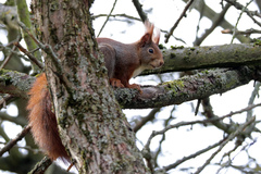 Sciurus vulgaris