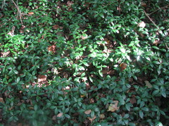 Vinca minor