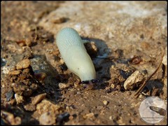 Arion intermedius