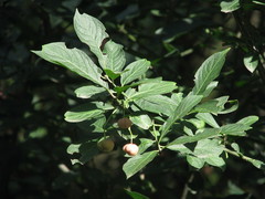 Euonymus europaeus