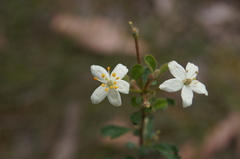 Asterolasia asteriscophora albiflora