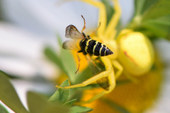 Philanthus bilunatus
