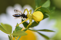 Philanthus bilunatus