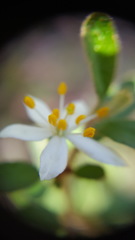 Asterolasia asteriscophora albiflora
