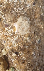 Clathrina