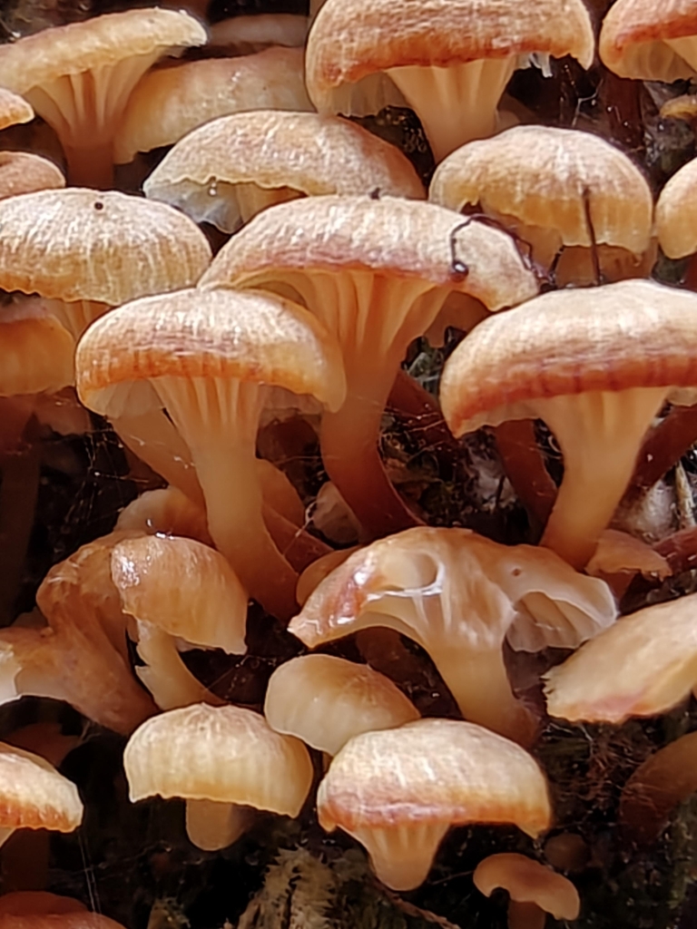 Xeromphalina campanella · April 2026 · photo: © sarie_parie (iNaturalist, cc0)