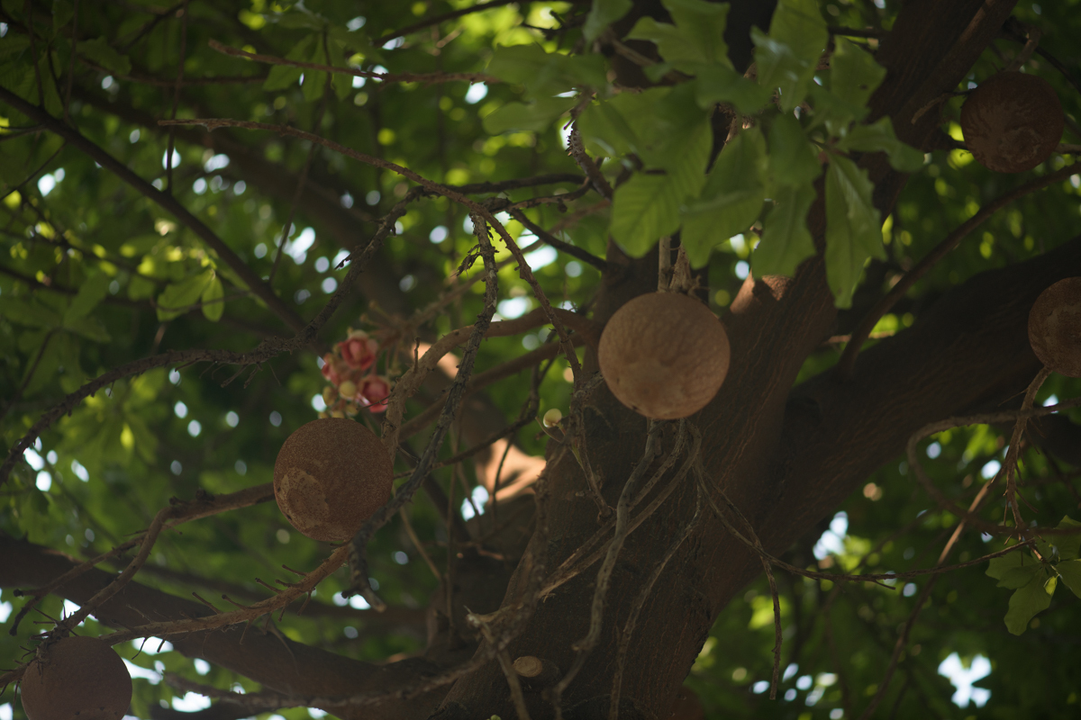 Imagem de Abricó-de-macaco