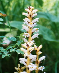 Orobanche krylowii