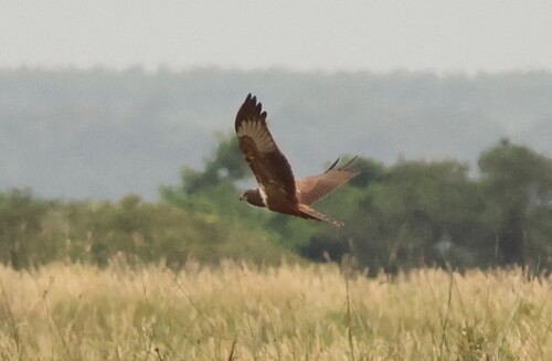 iNaturalist image