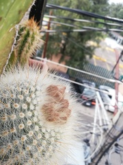 Parodia