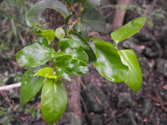 Pisonia aculeata