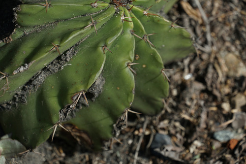 Melocactus schatzlii