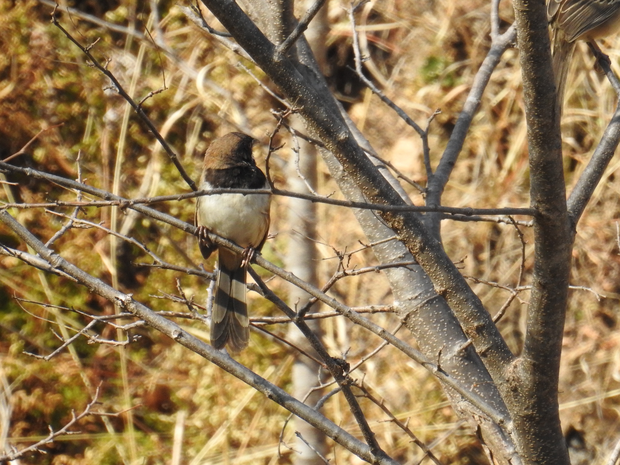 Black-chested Sparrow (Peucaea humeralis), photo 10