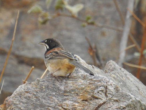 Black-chested Sparrow (Peucaea humeralis)