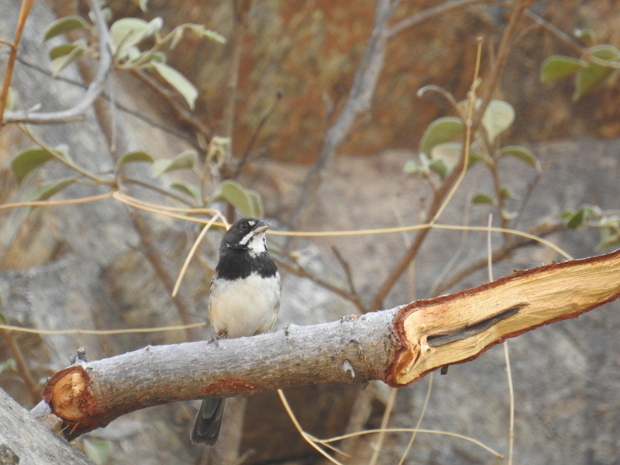 Black-chested Sparrow (Peucaea humeralis), photo 2