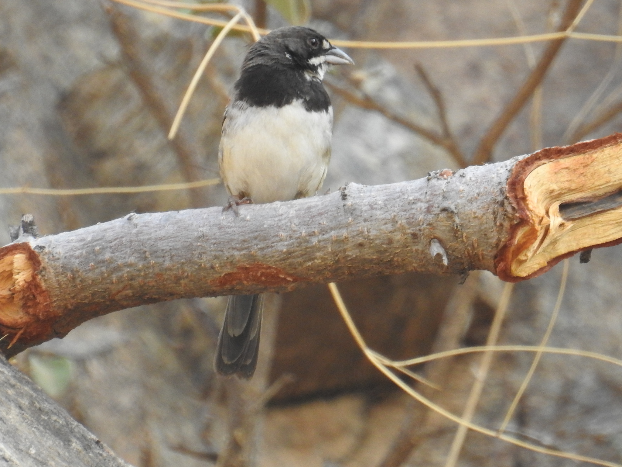 Black-chested Sparrow (Peucaea humeralis), photo 9