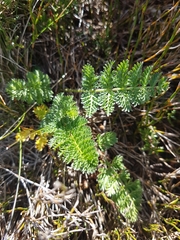 Chaerophyllum eriopodum