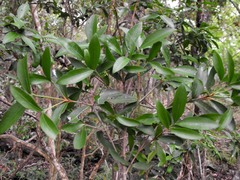 Triflorensia ixoroides
