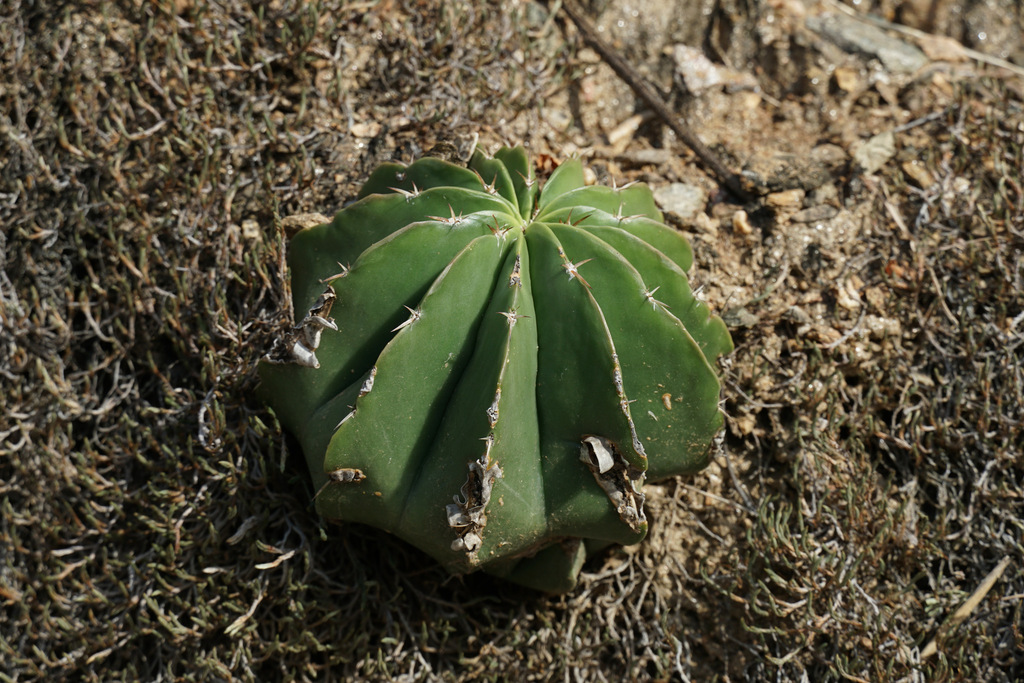 Melocactus schatzlii, Santander, CO