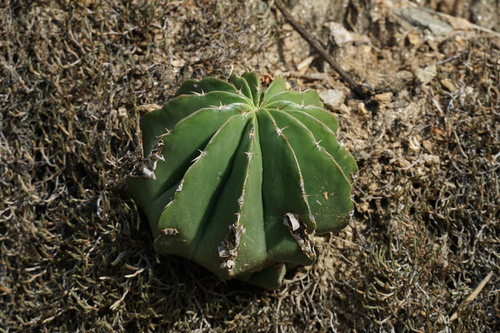 Melocactus schatzlii