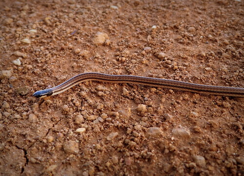 Mato Grosso Burrowing Snake