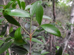 Triflorensia ixoroides