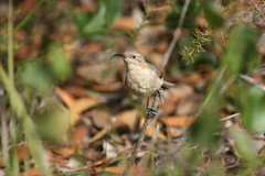 Acanthorhynchus superciliosus