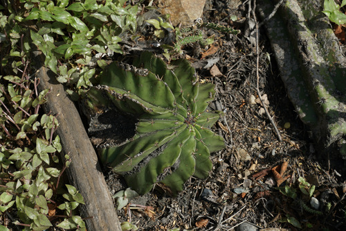 Melocactus schatzlii