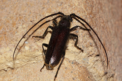 Crinarnoldius xavieri