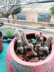 Lobivia silvestrii