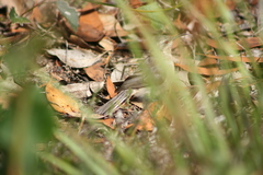 Acanthorhynchus superciliosus