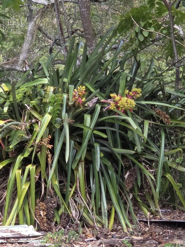 Aechmea aquilega observed 2026-02-04