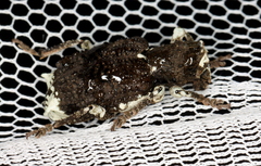 Aesiotes leucurus