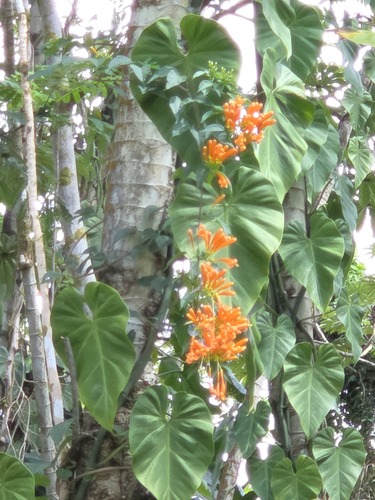 Pyrostegia venusta observed 2026-02-23