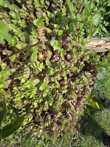 Callisia repens, 2026-02-23