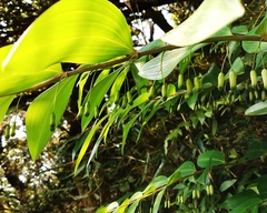 Polygonatum arisanense